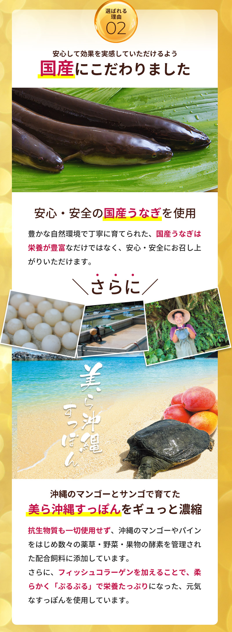 安心して効果を実感していただけるよう国産にこだわりました。安心・安全の国産うなぎを使用。豊かな自然環境で丁寧に育てられた、国産うなぎは栄養が豊富なだけではなく、安心・安全にお召し上がりいただけます。さらに、沖縄のマンゴーとサンゴで育てた美ら沖縄すっぽんをギュっと濃縮。抗生物質も一切使用せず、沖縄のマンゴーやパインをはじめ数々の薬草・野菜・果物の酵素を管理された配合飼料に添加しています。さらに、フィッシュコラーゲンを加えることで、柔らかく「ぷるぷる」で栄養たっぷりになった、元気なすっぽんを使用しています。